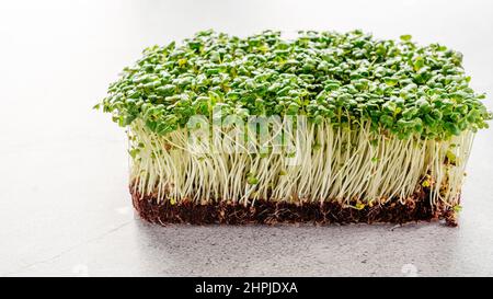 Coltivando i microgreens in casa, germogli verdi freschi di micro verdi sul tavolo della cucina Foto Stock