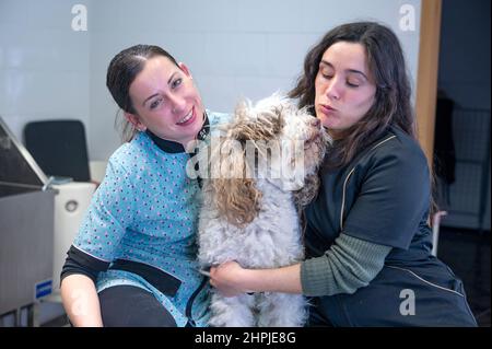 Due giovani cani che si divertano con un cane spagnolo dopo il bagno Foto Stock