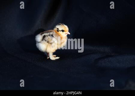 Baby Mini Cochin Chick su sfondo blu scuro in luce studio. Foto Stock