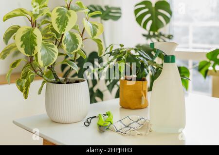 Attrezzi per innaffiare e pulire piante sullo sfondo di giardino interno casa. Spruzzatura di bottiglie, straccio e forbici. Concetto di giardinaggio domestico e cura delle piante domestiche in primavera Foto Stock