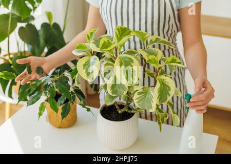 Donna irriconoscibile in grembiule con piante d'abitazione a casa. Fiorista che tiene in mani spruzzando bottiglia e fiori in vaso. Primavera per la cura e l'annaffiatura delle piante. Concetto di cura delle piante domestiche. Giardinaggio domestico. Foto Stock