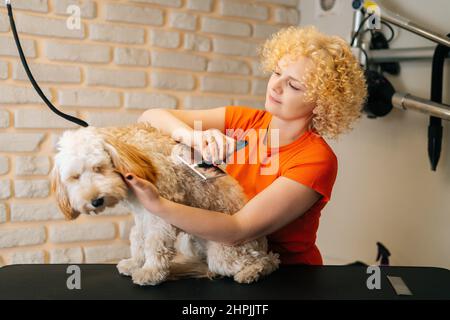 Ritratto di donna groomer pettinare obedient curly cane Labradoodle con spazzola seduta al tavolo nel salone grooming Foto Stock