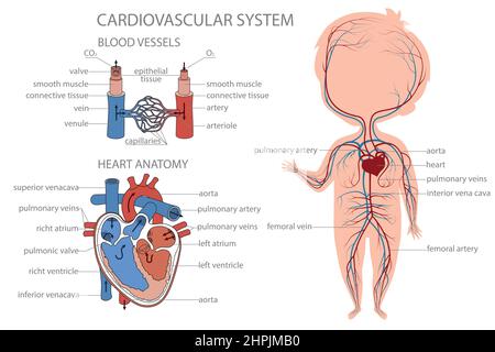 Sistema circolatorio di sangue nel corpo del bambino. Illustrazione Vettoriale