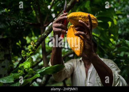 Un agricoltore afro-colombiano taglia cialde di cacao da un albero durante un raccolto in una fattoria tradizionale di cacao a Cuernavaca, Cauca, Colombia. Foto Stock