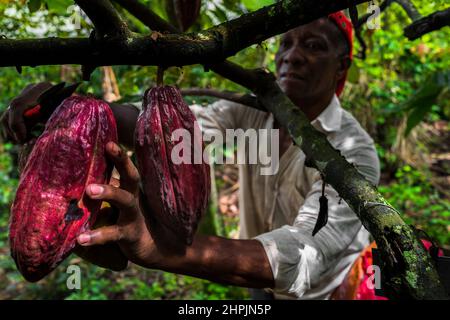 Rigoberto Balanta, un agricoltore afro-colombiano, taglia cialde di cacao da un albero durante un raccolto in una fattoria tradizionale di cacao a Cuernavaca, Cauca, Colombia. Foto Stock