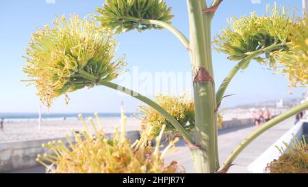 Fiore di agave giallo, gente che cammina dalla spiaggia dell'oceano, costa californiana USA. Fiore di aloe americana, succulenta pianta del secolo e cielo blu estivo. Passeggiata sul lungomare di Mission Beach, San Diego. Foto Stock