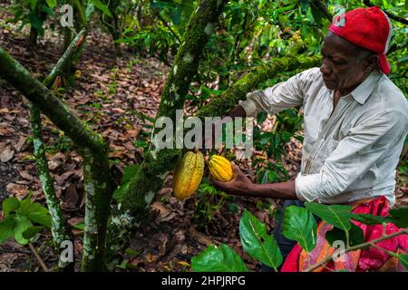 Rigoberto Balanta, un agricoltore afro-colombiano, taglia cialde di cacao da un albero durante un raccolto in una fattoria tradizionale di cacao a Cuernavaca, Cauca, Colombia. Foto Stock