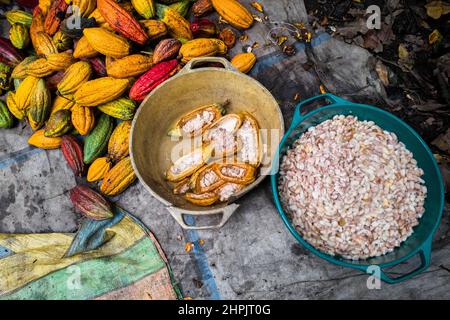 Una ciotola di plastica, riempita con semi di cacao estratti, è visto messo vicino ad un mucchio di cialde di cacao raccolte su una fattoria di cacao in Cuernavaca, Colombia. Foto Stock
