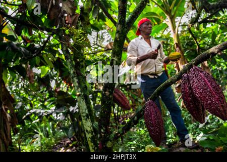 Rigoberto Balanta, un agricoltore afro-colombiano, taglia cialde di cacao da un albero durante un raccolto in una fattoria tradizionale di cacao a Cuernavaca, Cauca, Colombia. Foto Stock