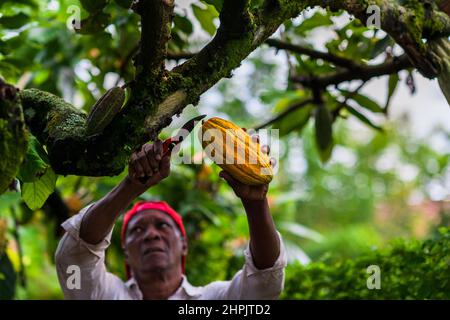 Rigoberto Balanta, un agricoltore afro-colombiano, taglia cialde di cacao da un albero durante un raccolto in una fattoria tradizionale di cacao a Cuernavaca, Cauca, Colombia. Foto Stock