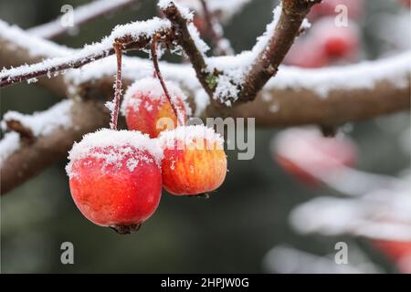 Mele piccole in inverno con aghi di ghiaccio Foto Stock