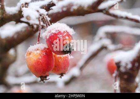 Mele piccole in inverno con aghi di ghiaccio Foto Stock