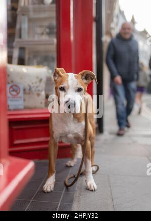 Cane che guarda triste e perso abbandonato sulla strada fuori negozio in attesa del suo proprietario di tornare. Foto Stock