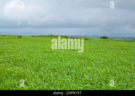 Risaia conosciuta anche come campo di riso durante la stagione monsonica. Rigogliosa foglia verde lame di risaia sudiciato dal vento e dalla pioggia. Tempo nuvoloso con colline. Foto Stock