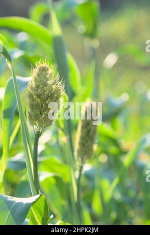 Panicle di sorgo unriped nel campo di fattoria. È anche conosciuto come Jowar, miglio grande e che è un miglio. Messa a fuoco selettiva utilizzata. Foto Stock