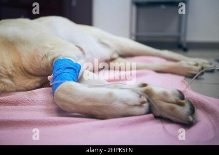 Focalizzazione selettiva sull'infusione con medicinale. Zampe di cane malattia durante il trattamento. Vecchio labrador ritrovato in ospedale animale. Foto Stock