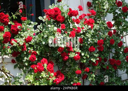 Belle rose rosse (rosa, rosacee) che crescono a Othmarschen, Amburgo, Germania Foto Stock