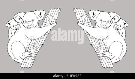 Illustrazione dell'orso di Koala. Marsupiale australiano con il suo bambino per la colorazione. Disegno di animali selvatici. Foto Stock