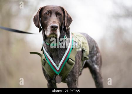 In pensione RAF Police Sniffer Dog, Hertz, a Green Park, nel centro di Londra, con il suo dispensario del popolo per gli animali malati (PDSA) Dickin Medal per il valore, il premio più alto che qualsiasi animale può ricevere durante il servizio in conflitto militare. Hertz ha ricevuto il premio dopo per aver trovato più di 100 oggetti di contrabbando, tra cui farmaci e dispositivi elettronici personali (Ped), tutti che hanno costituito una minaccia significativa per la vita di militari, donne e civili in Afghanistan. Data immagine: Martedì 22 febbraio 2022. Foto Stock