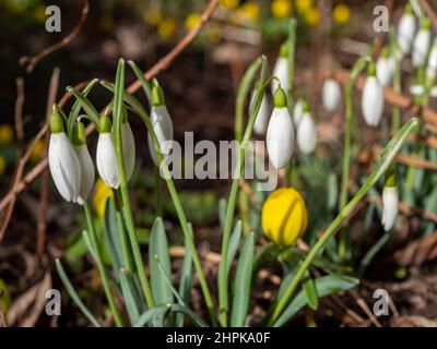 la primavera si risveglia nel giardino Foto Stock