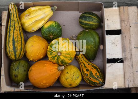 gruppo di squash invernale, inghilterra Foto Stock