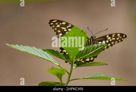 Agrumi Swallowtail farfalla Papilio demodocus poggiato su foglie di ibisco a Zanzibar Butterfly Centre Jozani Forest Foto Stock