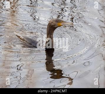 Cormorant Phalacrocorax carbo che si affaccia da un'immersione che mostra una limitata idrorepellenza di piume rispetto ad altri uccelli subacquei - Somerset UK Foto Stock