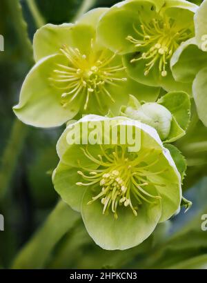 Fiori verdi attraenti di Hellebore corso H corsicus o argutifolius fioritura nel tardo inverno e nella primavera iniziale - UK Foto Stock