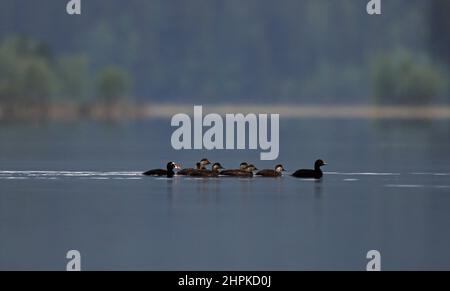 Anatre che nuotano in linea nel lago calmo e luce del mattino Foto Stock