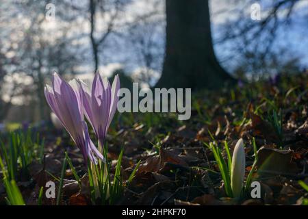 La luce da dietro illumina un gruppo di croci viola e bianchi. C'è un letto di foglie che serve come sfondo. Foto Stock