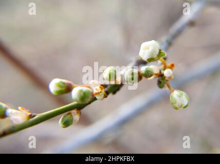 Primo piano delle boccioli di fiori ancora chiusi di ciliegia prugna fiore nel mese di febbraio, con un bocciolo che inizia ad aprire. Nome latino: Prunus cerasifera. Foto Stock