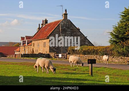 Pecore che pascolano a Goathland, Yorkshire. Foto Stock