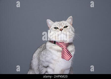 divertente gatto che indossa la cravatta guardando la macchina fotografica come un ragioniere arrabbiato o dipendente ufficio su sfondo grigio con spazio copia Foto Stock