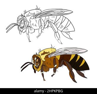 Illustrazione di un libro da colorare a colori e in bianco e nero. Disegno di un'ape su uno sfondo bianco isolato. Illustrazione di alta qualità Foto Stock