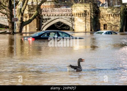 Un'oca nuota davanti alle auto bloccate nelle acque alluvionali di York, Yorkshire, dopo che il fiume Ouse ha sormontato le sue rive. L'Agenzia per l'ambiente ha esortato le comunità delle West Midlands e del nord dell'Inghilterra, in particolare quelle lungo il fiume Severn, a prepararsi alle alluvioni significative fino a mercoledì, a seguito di forti precipitazioni da Storm Franklin. Data immagine: Martedì 22 febbraio 2022. Foto Stock