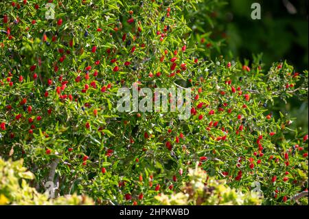 Piccoli peperoncini rossi maturi e caldi che crescono su piante pronte per la raccolta Foto Stock