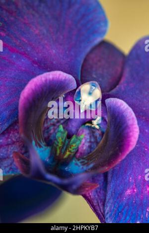 Allassac (Corrèze, Limousin, Francia) - visione macroscopica di un'orchidea - Vue macroscopique d'une orchidée Foto Stock