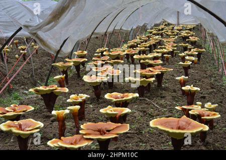 Ganoderma lucidum Foto Stock