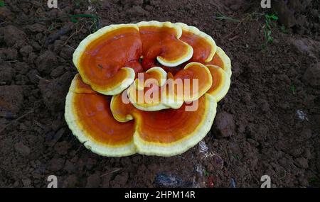 Ganoderma lucidum Foto Stock