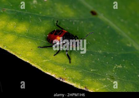 Stink Bug Nymph predatore della sottofamiglia Asopinae Foto Stock