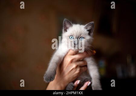 Adorabile gattino scozzese dritto con occhi blu in mani. Le mani femminili tengono il gattino bianco e grigio carino. Furry amico in nuova casa, adozione Foto Stock