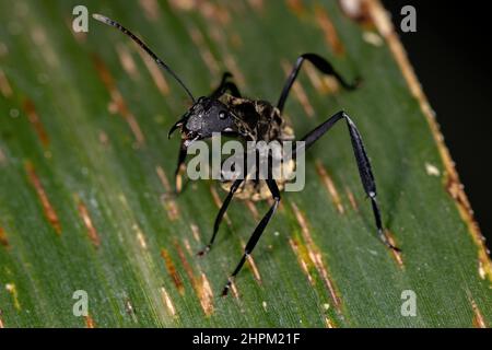 Femmina Adulto scintillante Golden Sugar ANT della specie Camponotus sericeiventris Foto Stock