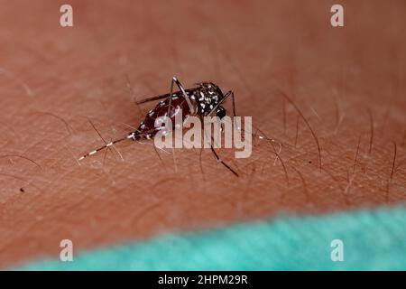 Zanzara asiatica della tigre adulta della specie Aedes albopictus Foto Stock