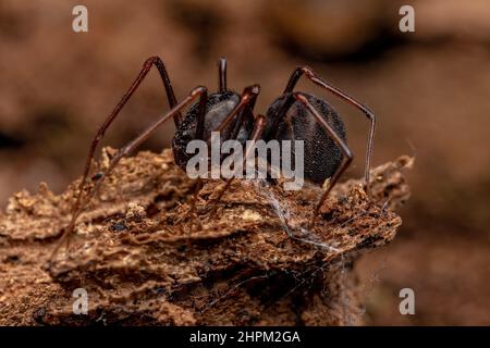 Adult maschio Brown sputing Spider del genere Spitodes Foto Stock