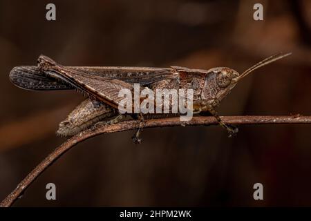 Grasshopper adulta con facciata in ardesia del genere Orphulella Foto Stock