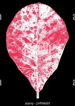 Illustrazione delle foglie in rosa e bianco su sfondo nero Foto Stock