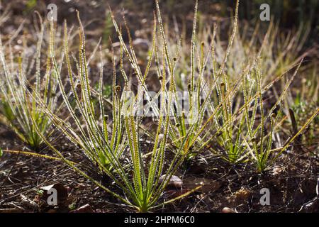 Melofila portoghese (Drosophyllum lusitanicum), Portogallo Foto Stock
