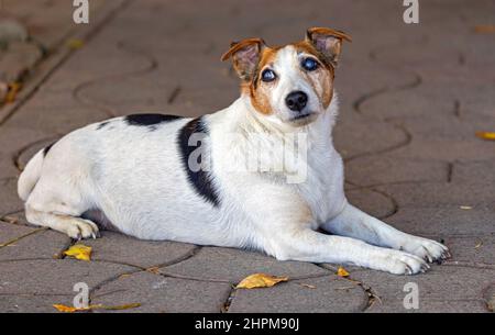 Old Jack Russell Terrier PET Dog guardando lontano Foto Stock