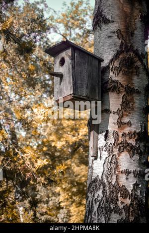 Vecchia casa di uccello in legno è attaccato al tronco di grande albero di betulla. Prendersi cura degli uccelli selvatici. Messa a fuoco selettiva. Foto Stock