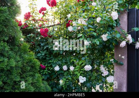 Roses giardino di fronte a una bella casetta rurale Foto Stock